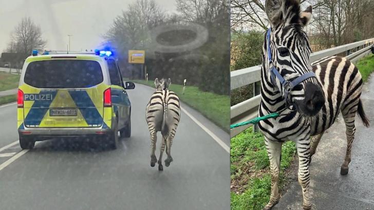 Aus Streichelzoo ausgebrochen: Polizei fängt Zebras ein Monty und Nemo sind zurück!